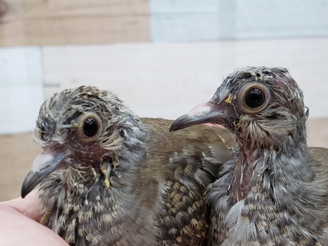 ヒナエサ卒業します、手乗りウスユキ鳩