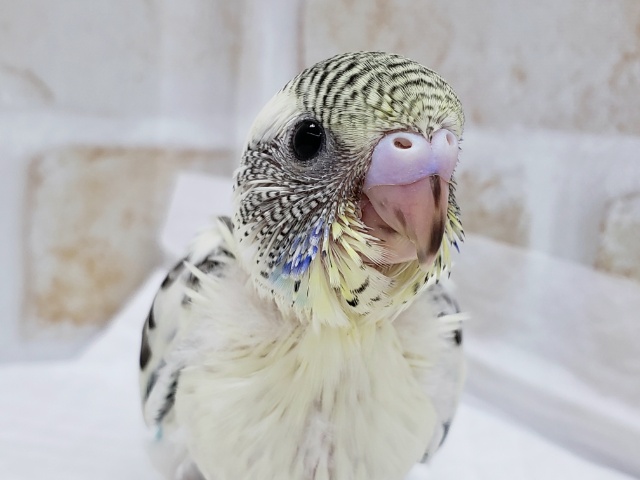 人気です、セキセイインコの4色ハルクィン