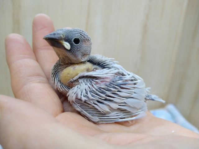 ヒナなのに凛々しい！シルバー文鳥さん来ましたよ〜