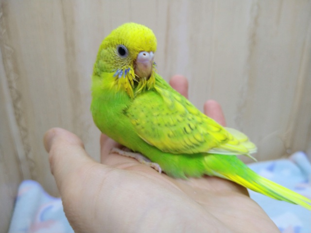 当店命名！若竹カラーのセキセイさん来ましたよ〜