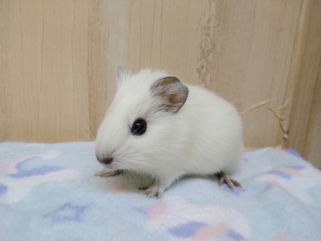 まるでパールホワイトハムスター!?みたいなモルモットさんいますよ〜
