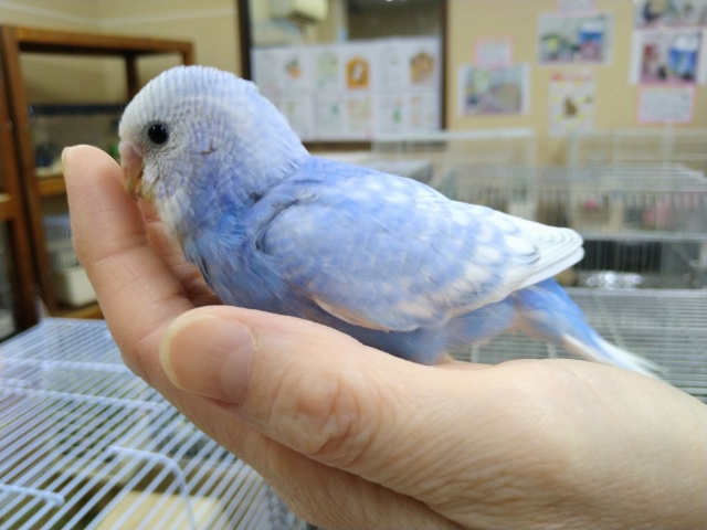 爽やかカラーのセキセイさん来ましたよ〜