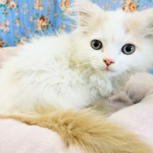 触れ合いだいすき♥️なスコティッシュフォールドくん入荷しました♥️