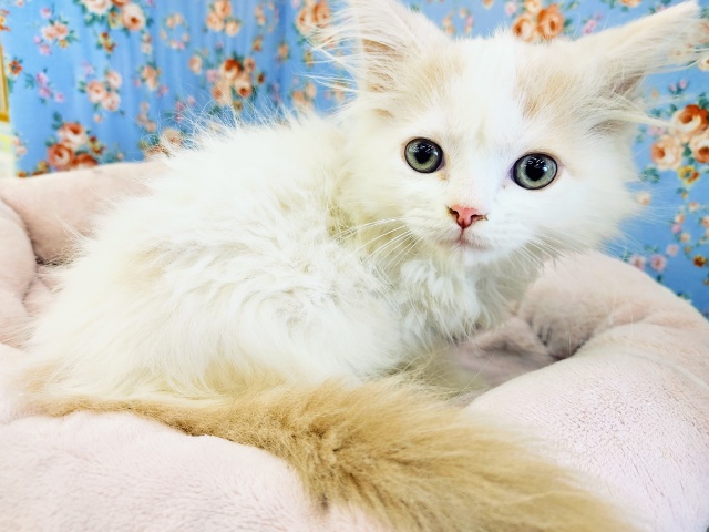 触れ合いだいすき♥️なスコティッシュフォールドくん入荷しました♥️