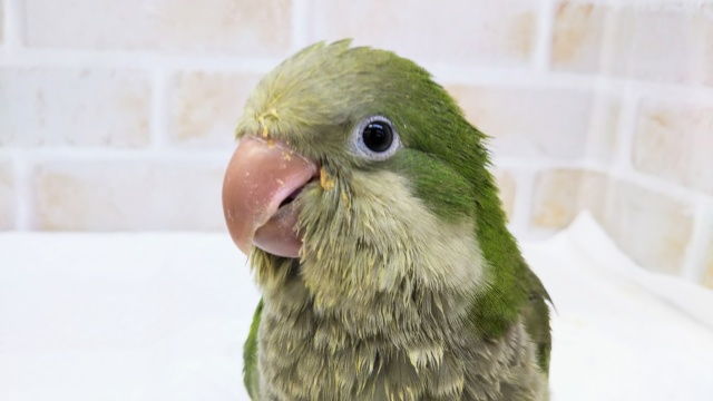 🍀元気いっぱい🍀 オキナインコ(ノーマル)