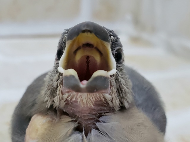 だいぶ入荷しやすくなりました、桜文鳥