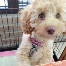 サークルデビュー！抱き心地満点！トイプードル(アプリコット) 男の子♪