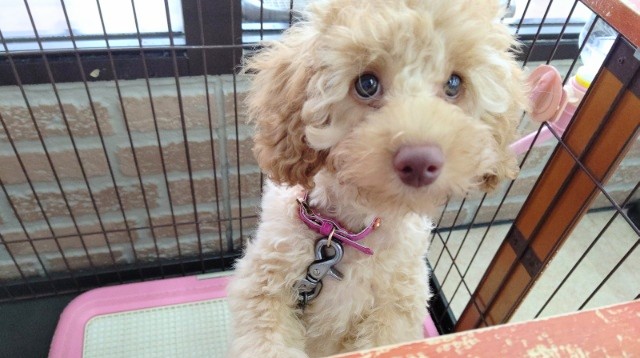 サークルデビュー！抱き心地満点！トイプードル(アプリコット) 男の子♪