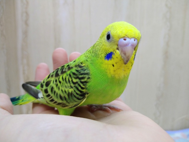ナデナデ好きです！セキセイインコの「ミドリちゃん」いますよ〜