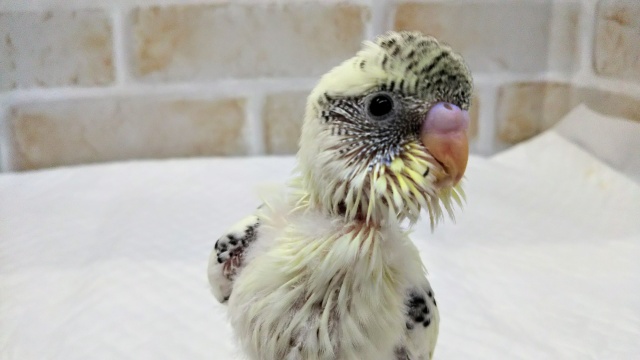 🌈人気カラー🌈 セキセイインコ(4色ハルクイン) 🌈人気カラー🌈 セキセイインコ(4色ハルクイン)