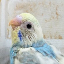 ☁️～パステル～☁️ セキセイインコ(パステルレインボーパイド)