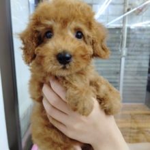 くりくりおめめの！トイプードル(レッド) 男の子♪