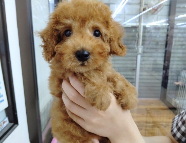 くりくりおめめの！トイプードル(レッド) 男の子♪