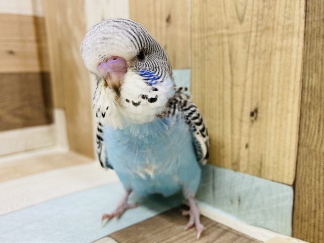 大きな頭のジャンボセキセイやってきました☆