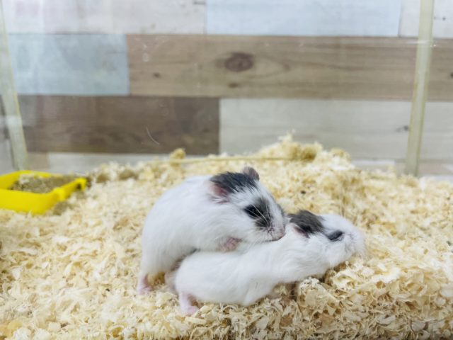 お顔が可愛いんじゃ！ロボロフスキーハムスター(ブルーパイド)