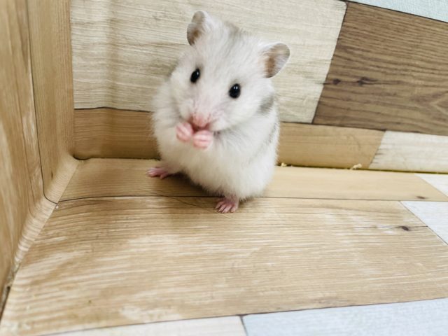 甘え上手！？グレー（シルバー）の長毛ハムスターくん！