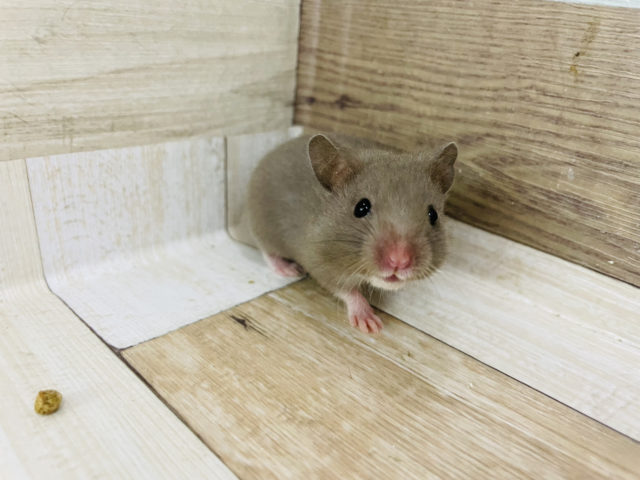 レアカラーの可愛い子♥ゴールデンハムスターくん(ダヴ)