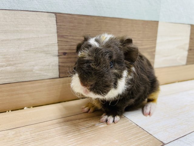 くるくるの可愛さ！テッセルモルモットの三色カラー！