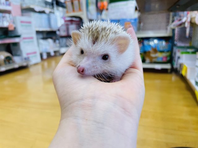 超ホヤホヤ最新画像☆抱っこOK！ハリネズミシナモンカラーの男の子！