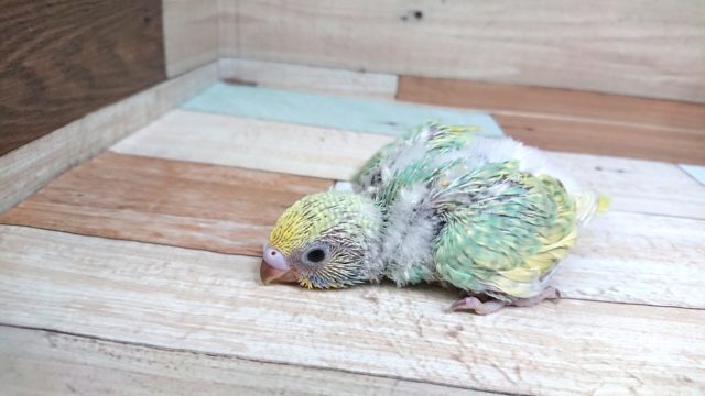 ｷﾚｲ！個性光るセキセイインコ～　パステルカラーレインボースパングル