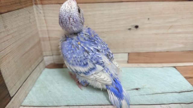 背中がｷﾚｲ☆　セキセイインコ　スパングルになりますっ