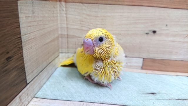 安定の人気モノ！！！！セキセイインコ　ダブルファクター　イエローです