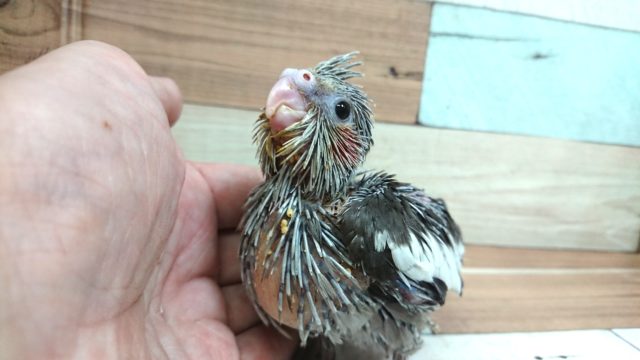 ちょっと小ぶりちゃん。オカメインコ　ノーマルです☆