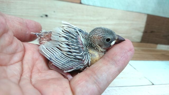 スケスケのそのう。良く食べる文鳥。　シルバー文です
