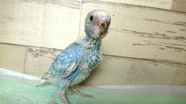黒いクチバシはヒナの証！　セキセイインコ　スパングル　2021 　９月２日