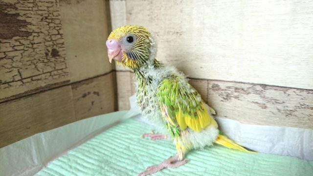 立ち姿がｽﾃｷ☆☆☆　セキセイインコ　スパングルパイド　2021　9月3日