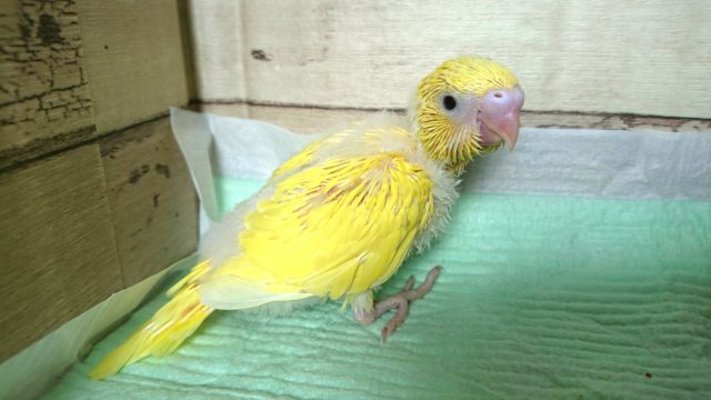 イエローばでぃの甘ったれさん　セキセイインコ、2021　9月3日