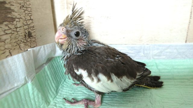 赤い頬のインコさん～　オカメインコ　ノーマル　2021　9月3日