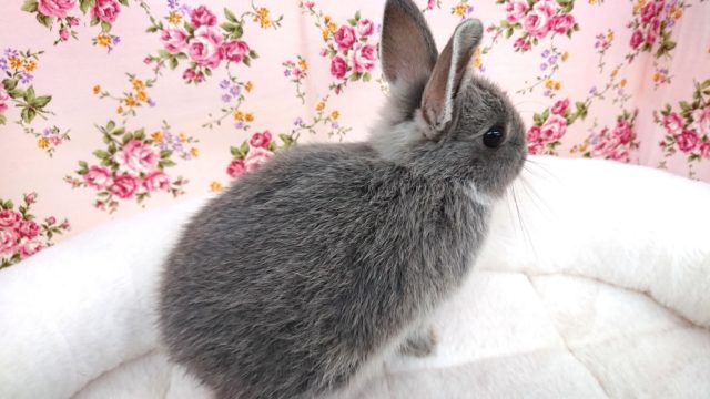 小さいけど元気です☆　ネザーランドドワーフラビット
