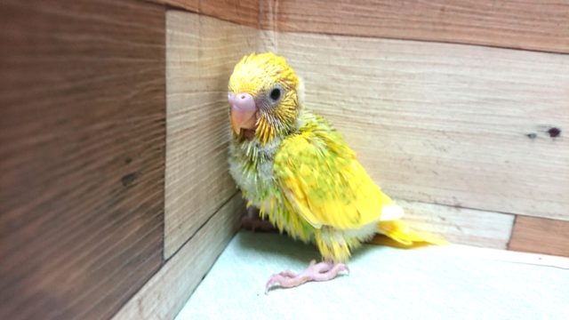 ものすごく元気いっぱい！セキセイインコ　スパングルパイド～