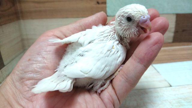 なんか、笑顔がｽﾃｷ☆　真っ白～セキセイインコ　ダブルファクター