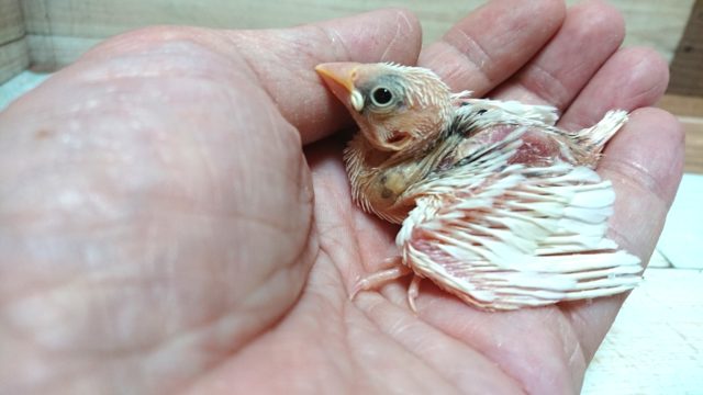 馴れますよ～～とっても♪白文鳥☆