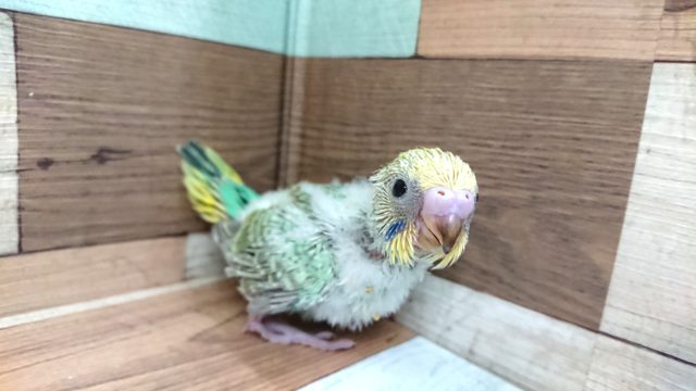 エメラルドグリーンがｷﾚｲ☆　セキセイインコ　パステルカラーレインボー