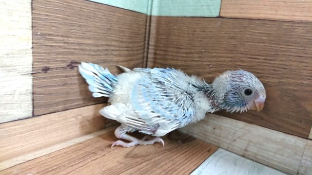 はじけそうです！　セキセイインコ　スパングル