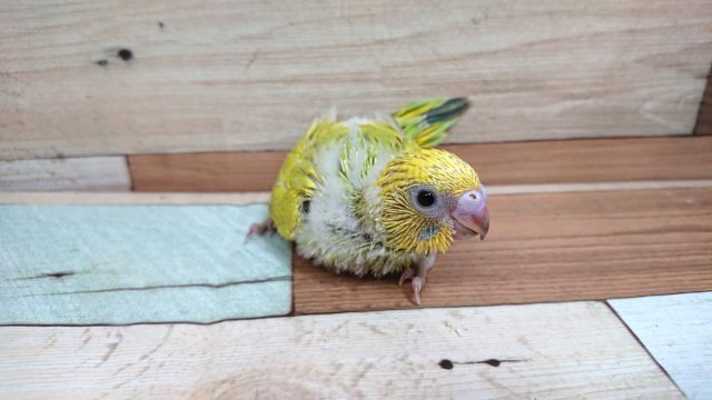 柚子を広げたような。。セキセイインコ　スパングル