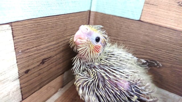 久々ですねっ　オカメスマイル☆　オカメインコ　シナモンパール