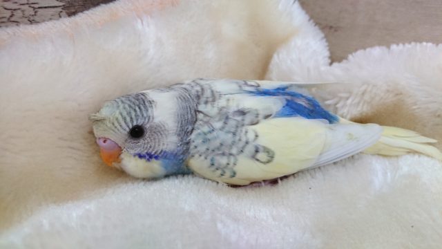 ちょぴーーんっ☆クセ毛が可愛い♪♪　セキセイインコ　パステルレインボーパイド