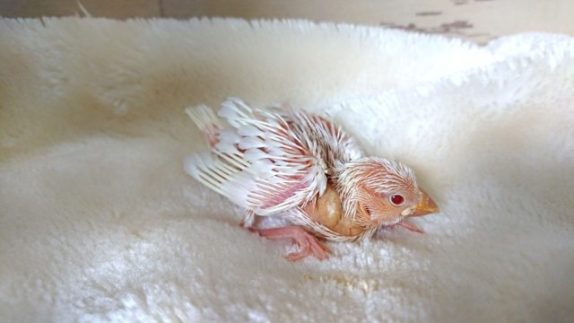 なかなかのﾚｱ文鳥～～　アルビノ文鳥ですーー