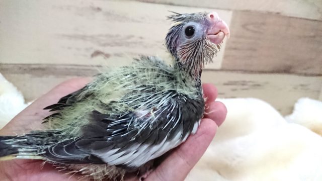 笑顔、癒されます～～　オカメインコ