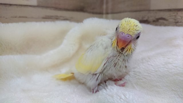ﾚｱ！久々のクリームさん☆　セキセイインコ　クリームになります