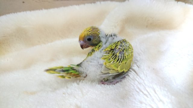 パタパタ、元気いっぱい☆　セキセイインコ　スパングルです！