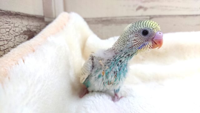 なかなかの美鳥さんです☆　セキセイインコ　パステルレインボーパイド