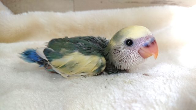 かなり個性派！☆　コザクラインコ　ブルーチェリーパイドっ