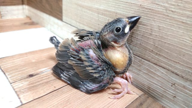 元気いっぱい！「そのう」もいっぱい♪　桜文鳥～～