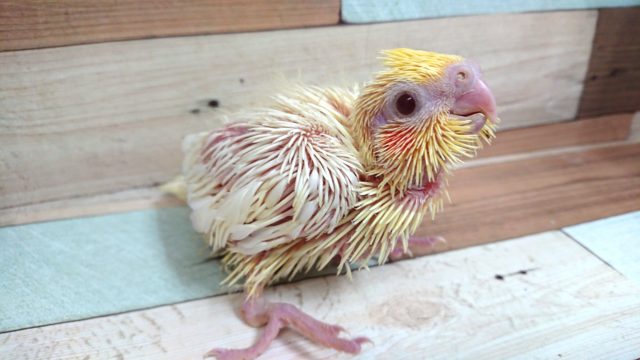 超おっとりさん！　オカメインコ　ルチノー