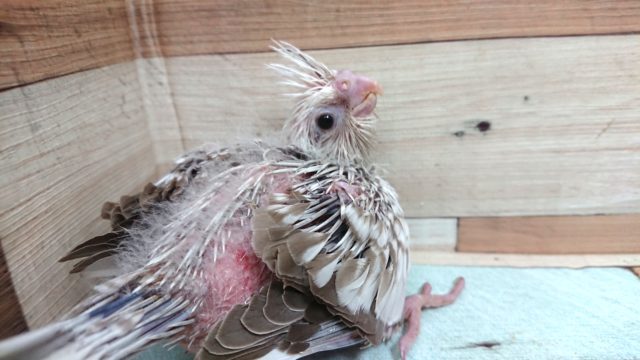 安定のムチムチ感♬　オカメインコ　ホワイトフェイスシナモンパールパイド